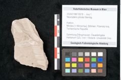 Foto (Objekt + Etikett) von Neuropteris plicata Sternbg. (NHMW-GEO-2024-0188-10678)